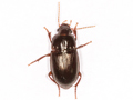 Amara consularis
